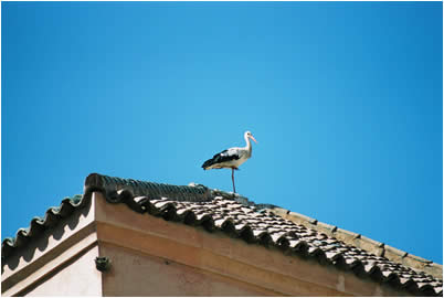 Stork, Marrakesch 2006