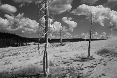 Dead Trees, Clouds and Sky, Yellowstone NP, USA, 2013