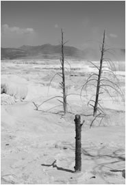 Dead Trees, Mammoth Hot Springs, Yellowstone NP, USA, 2013