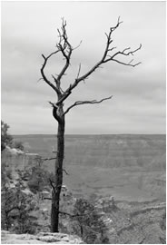 Dead Tree, Grand Canyon, Arizona, 2009