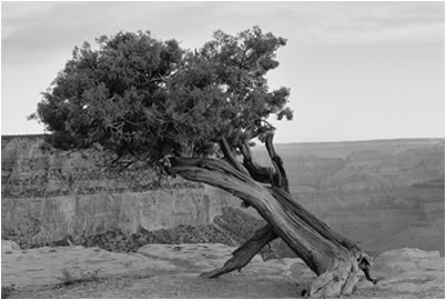 Juniper, Grand Canyon, Arizona, 2009