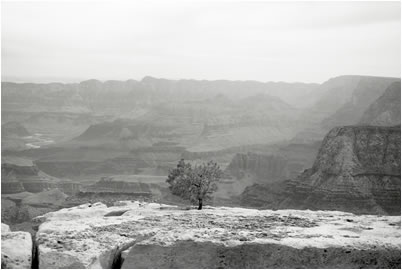 Lone Pine, Grand Canyon, 2009