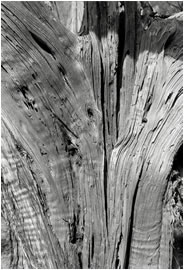 Wood Detail, Zion National Park, Utah, 2009