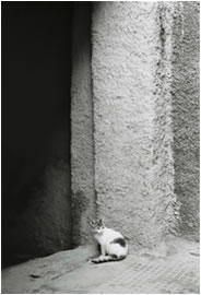 Cat in a Doorway, Marrakesch 2006
